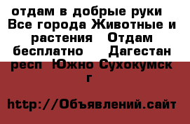 отдам в добрые руки - Все города Животные и растения » Отдам бесплатно   . Дагестан респ.,Южно-Сухокумск г.